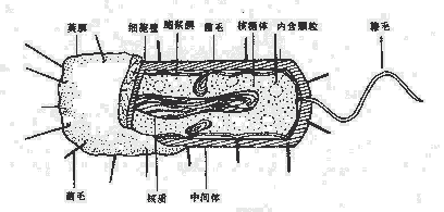 细菌的结构