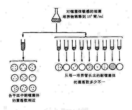 细菌的变异试验