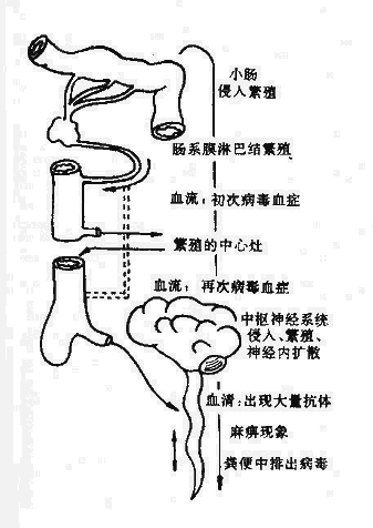 呼吸道病毒的表层感染（模式图）