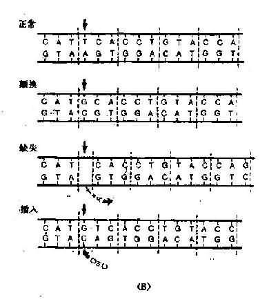 碱基缺失和插入突变