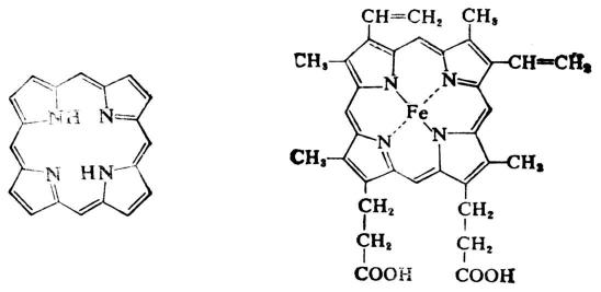 卟吩　血红素