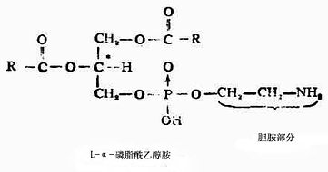 一、磷脂