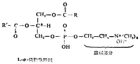 一、磷脂