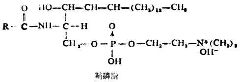 一、磷脂