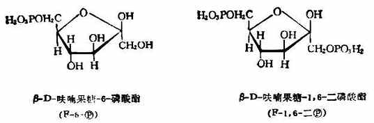 三、重要的单糖及其衍生物