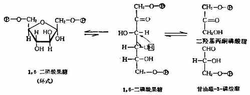 三、重要的单糖及其衍生物