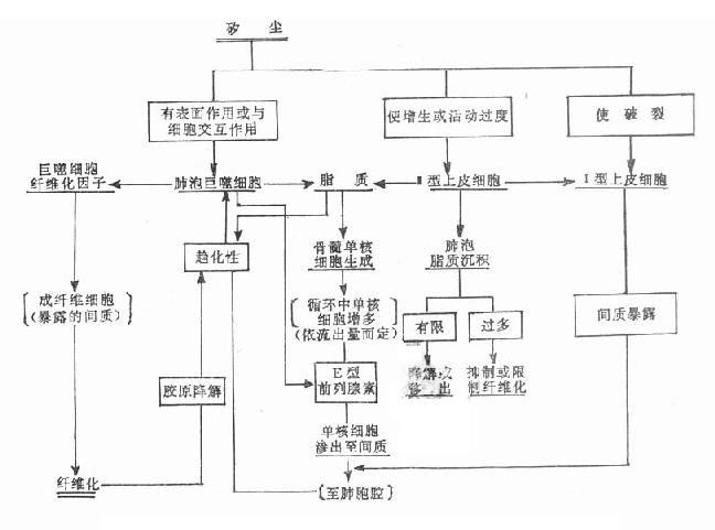 矽肺纤维化体系设想图