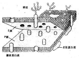  细胞单位膜从中间层劈开示意图 