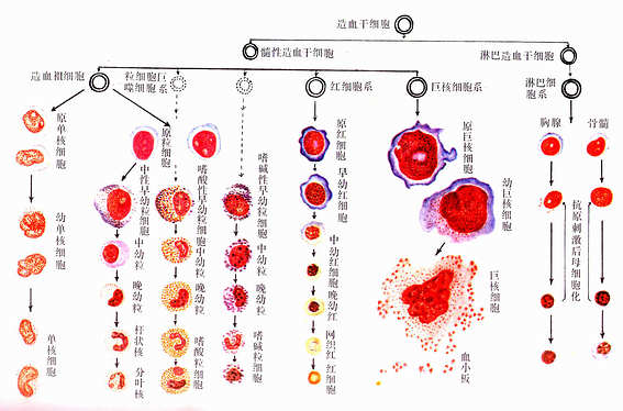 血细胞发生 