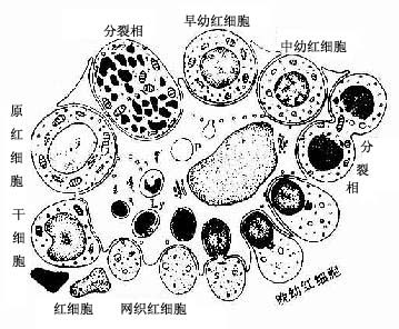 骨髓幼红细胞岛超微结构模式图 