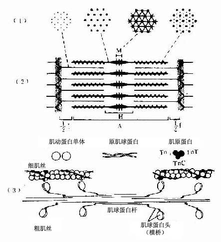 骨骼肌肌原纤维超微结构及两种肌丝分子结构模式图 