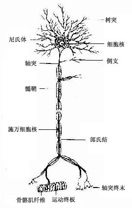 运动神经元模式图 