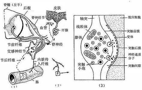 内脏运动神经纤维及其末梢 