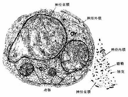  坐骨神经横切，示神经外膜、神经束膜与神经内膜