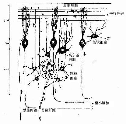  小脑皮质神经元与传入纤维的关系