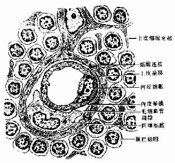 血-胸腺屏障结构模式图 