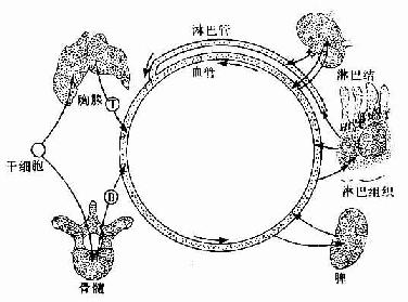 淋巴细胞再循环示意图 