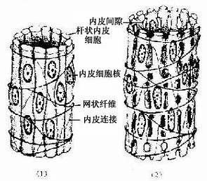 脾血窦结构示意图 