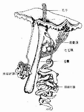 皮肤附属器示意图 