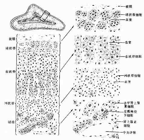 肾上腺 