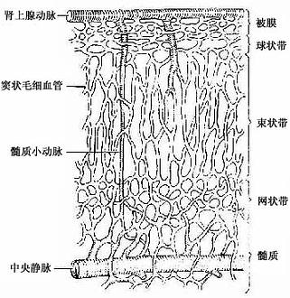 肾上腺的血管分布 