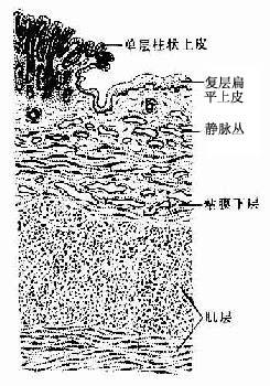 直肠齿状线部 