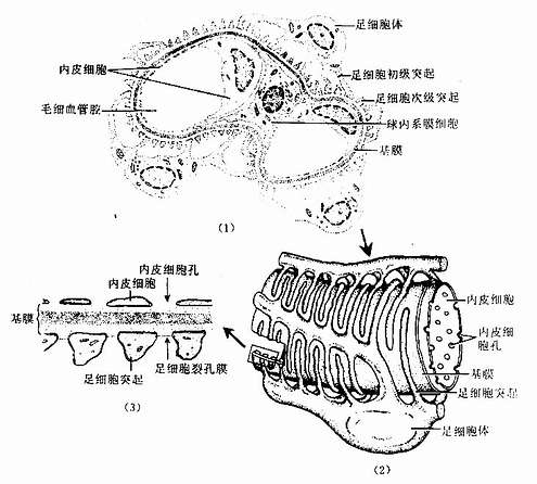  肾血管球毛细血管、基膜和足细胞超微结构模式图