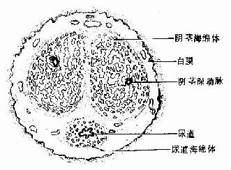 阴茎横断面 