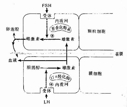  颗粒细胞与膜细胞协同合成雌激素示意图