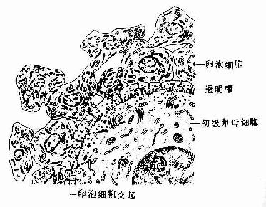 初级卵泡超微结构模式图 