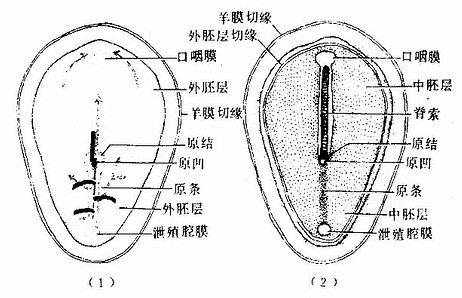 第18天胚盘 