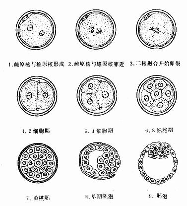 卵裂和胚泡形成（第1周） 