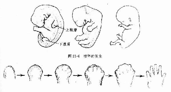  手的形态演变