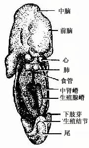 中肾嵴与生殖腺嵴发生（腹面观） 