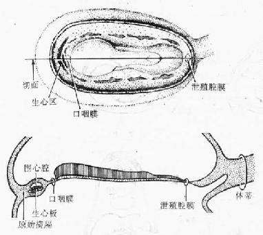 原始心脏的发生 