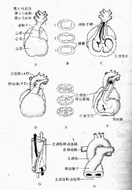 动脉干和心动脉球的分隔（第5～6周）