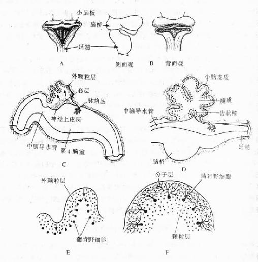 小脑的发生 